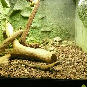 Juvenile Komodo dragons