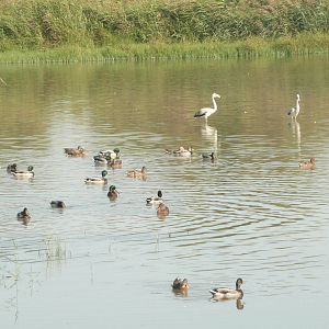 Aiguamolls de l'Emporda Natural Park
