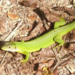 Aiguamolld de l'Emporda Natural Park