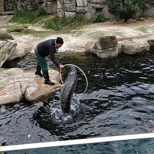 Displays from Halichoerus grypus