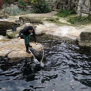 Displays from Halichoerus grypus
