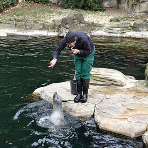 Displays from Halichoerus grypus