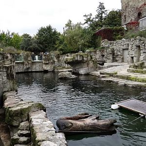 Swimming pool of Arctocephalus pusillus