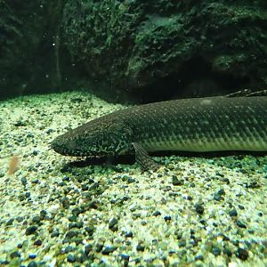 Polypterus ornatipinnis