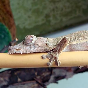 Uroplates fimbriatus