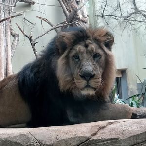Panthera leo persica
