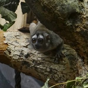 Aotus leomirus griseimembra