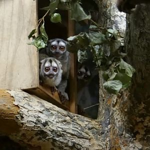 Aotus leomirus griseimembra