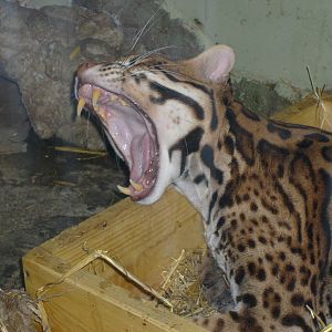 Ocelot/Felis pardalis
