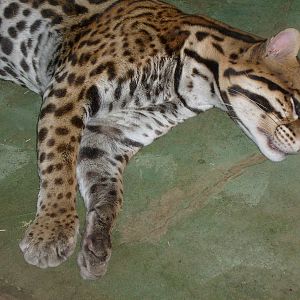 Ocelot/Felis pardalis