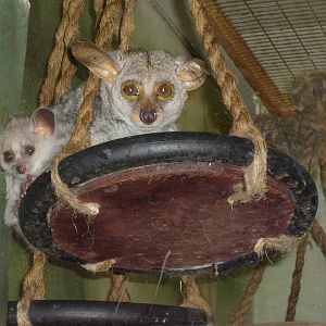 Brown greater galago/Otolemur crassicaudatus