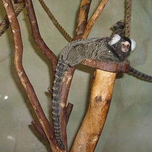 Common marmoset/Callithrix jacchus