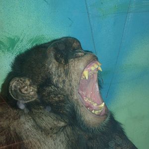 Chimpanzee/Pan troglodytes