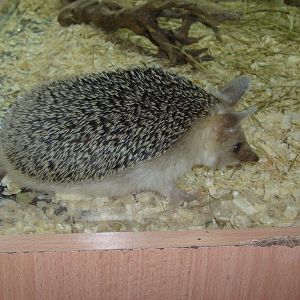 Long-eared hedgehog/Hemiechinus auritus