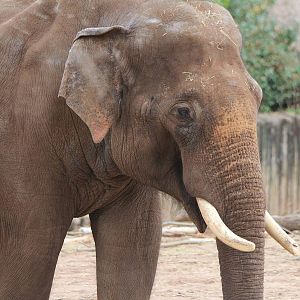 Asian Elephant bull, Aung Bo