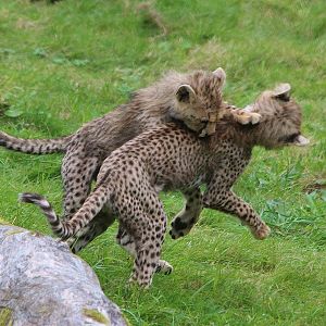 Northern Cheetah Cubs