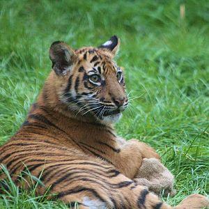 Sumatran Tiger cub