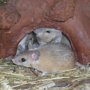 Cairo spiny mouse/Acomys cahirinus