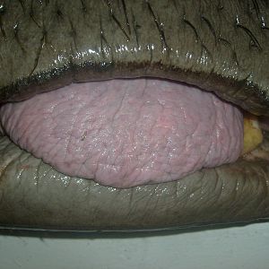 Common hippopotamus/Hippopotamus amphibius