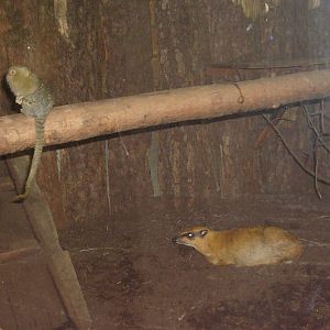 Pygmy marmoset; Greater malay chevrotain