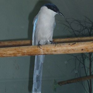 Azure-winged magpie/Cyanopica cyanus