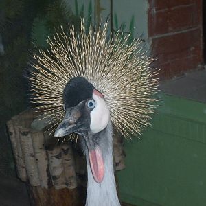 Grey Crowned Crane/Balearica regulorum