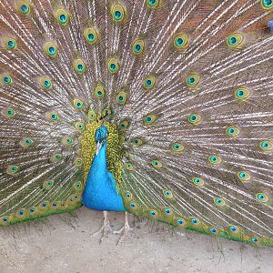 Indian peafowl/Pavo cristatus
