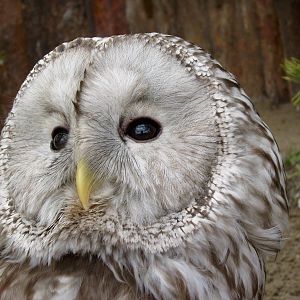 Ural Owl/Strix uralensis