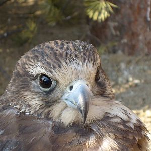 Saker falcon/Falco cherrug
