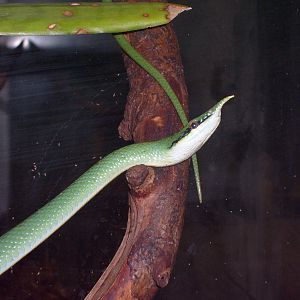 Rhinoceros snake/Rhynchophis boulengeri
