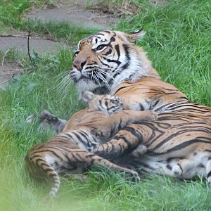 Sumatran Tiger, Fabi with cub