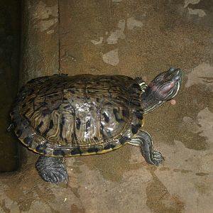 Red-eared slider/Trachemys scripta