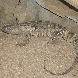 Rock monitor/Varanus albigularis
