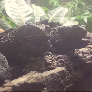 Oct. 2013 - The RainForest - Black-spined Toads