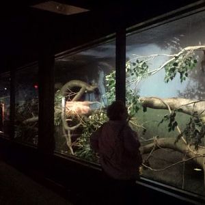 Oct. 2013 - The RainForest - Rodrigues + Straw-colored Fruit Bat Exhibit