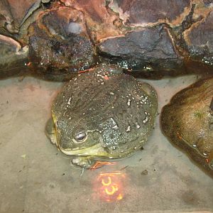 African bullfrog/Pyxicephalus adspersus