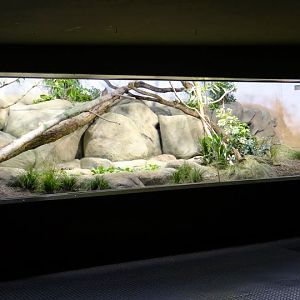 Container of Varanus komodoensis