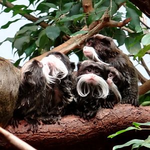 Saguinus imperator subgrisescens