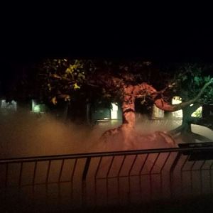 Oct. 2013 - The RainForest - Lower Forest Simulated Thunderstorm Exhibit (D