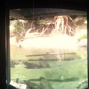 Oct. 2013 - The RainForest - Turtle + Fish Exhibit (No Gharial)
