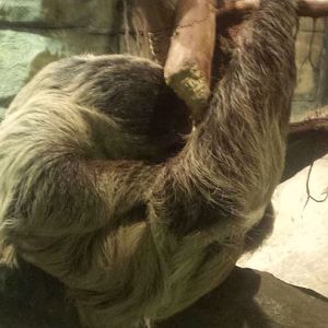 Oct. 2013 - The RainForest - Linnaeus's Two-toed Sloth