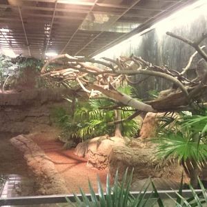 Oct. 2013 - The RainForest - Linnaeus's Two-toed Sloth + Prehensile-tailed