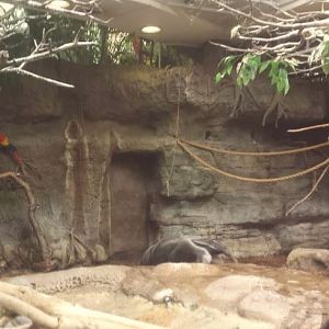 Oct. 2013 - The RainForest - Capybara + Giant Anteater + Scarlet Macaw Exhi