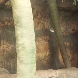 Oct. 2013 - The RainForest - Separate Male Capybara Exhibit