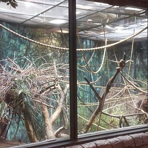 Oct. 2013 - The RainForest - Francois' Langur Exhibit