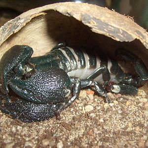 Emperor scorpion/Pandinus imperator