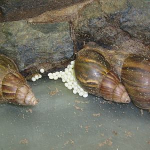African giant land snail/Achatina fulica