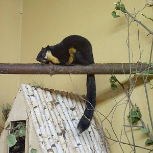 Malayan giant squirrel/Ratufa bicolor
