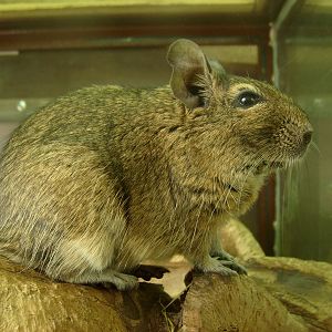 Degu/Octodon degus