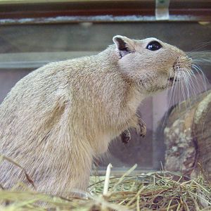 Great gerbil/Rhombomys opimus